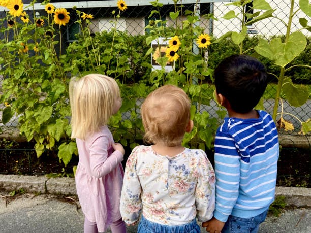 tre unger ser på solsikker blomster 